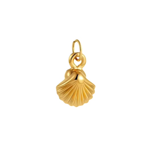 Scallop Sea Shell Small